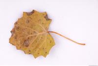 Photo Texture of Leaf 0028